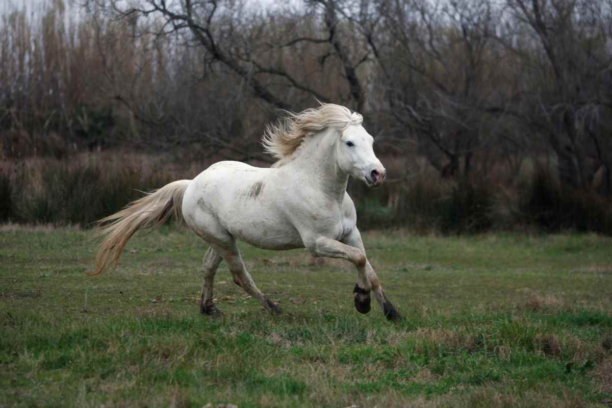 Cavallo Camargue