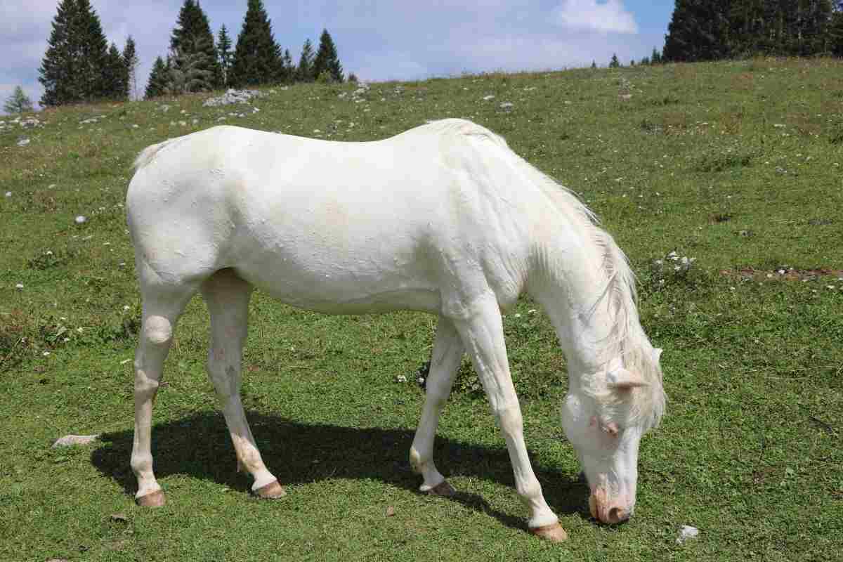 Cavallo bianco