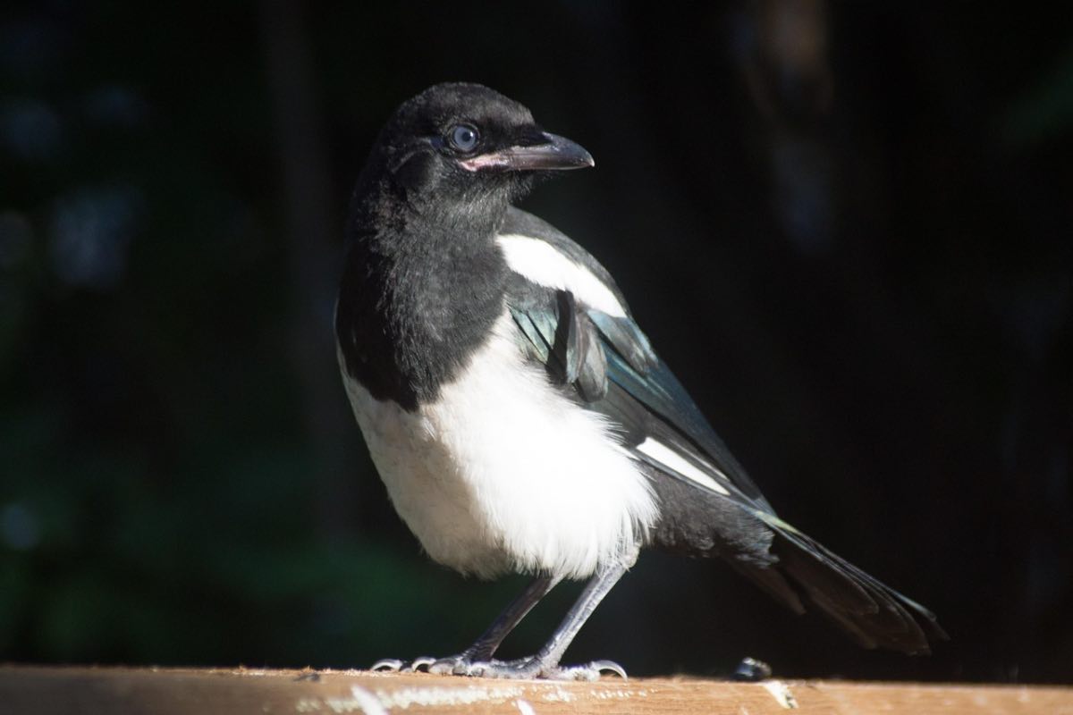 Corvo dal petto bianco che guarda verso destra