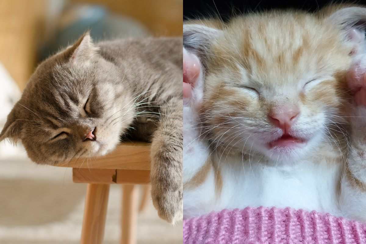 Il gatto dorme tanto: cosa può essere? È preoccupante? Cause e soluzioni