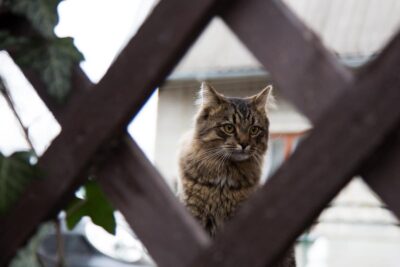 Gatto in cortile tra le aperture di una staccionata