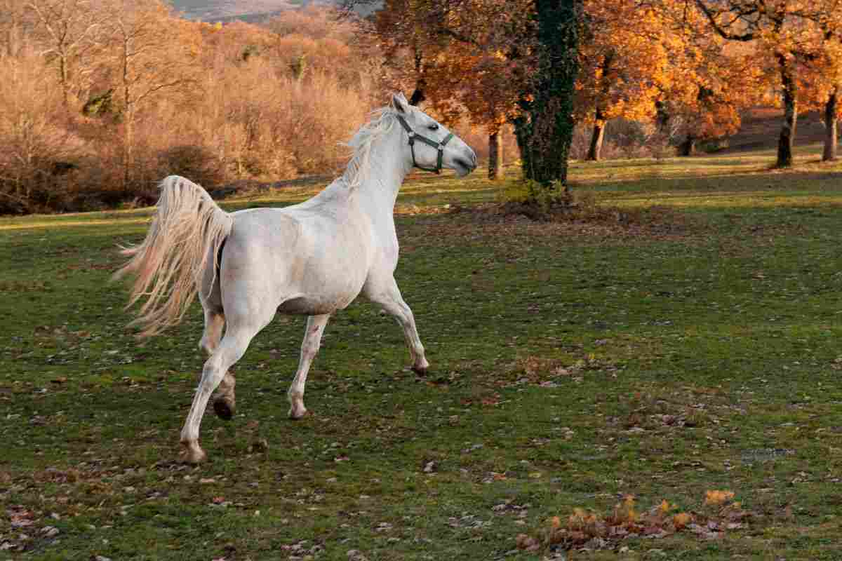 Cavallo lipizziano
