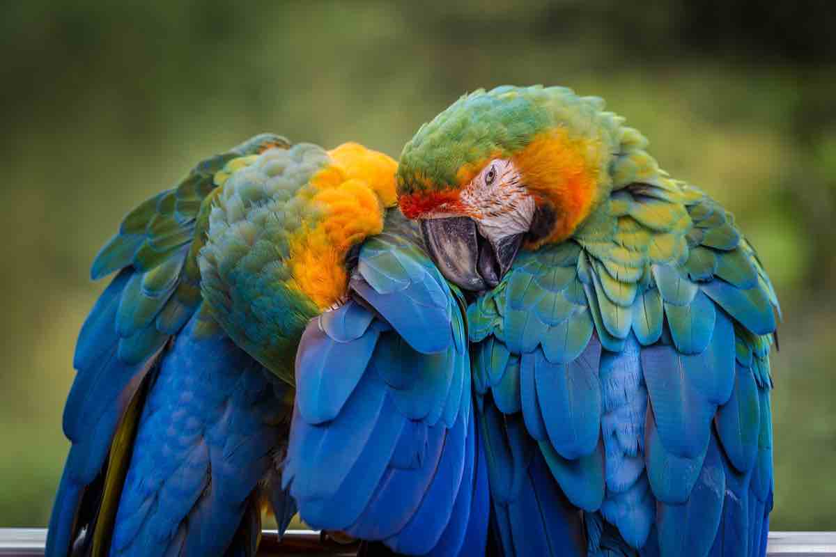 Coppia di pappagalli su uno steccato del giardino 