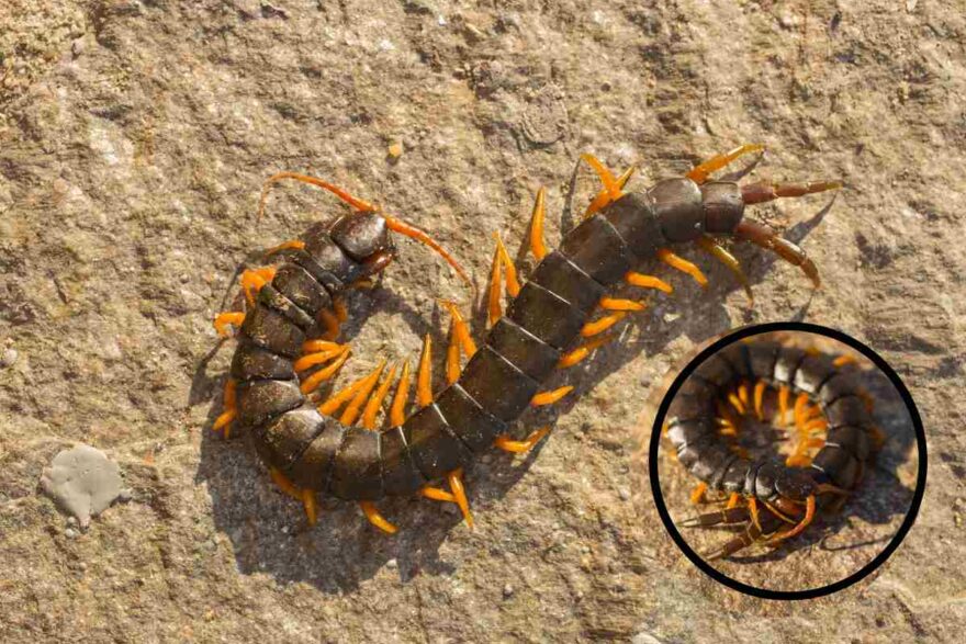 scolopendra italiana