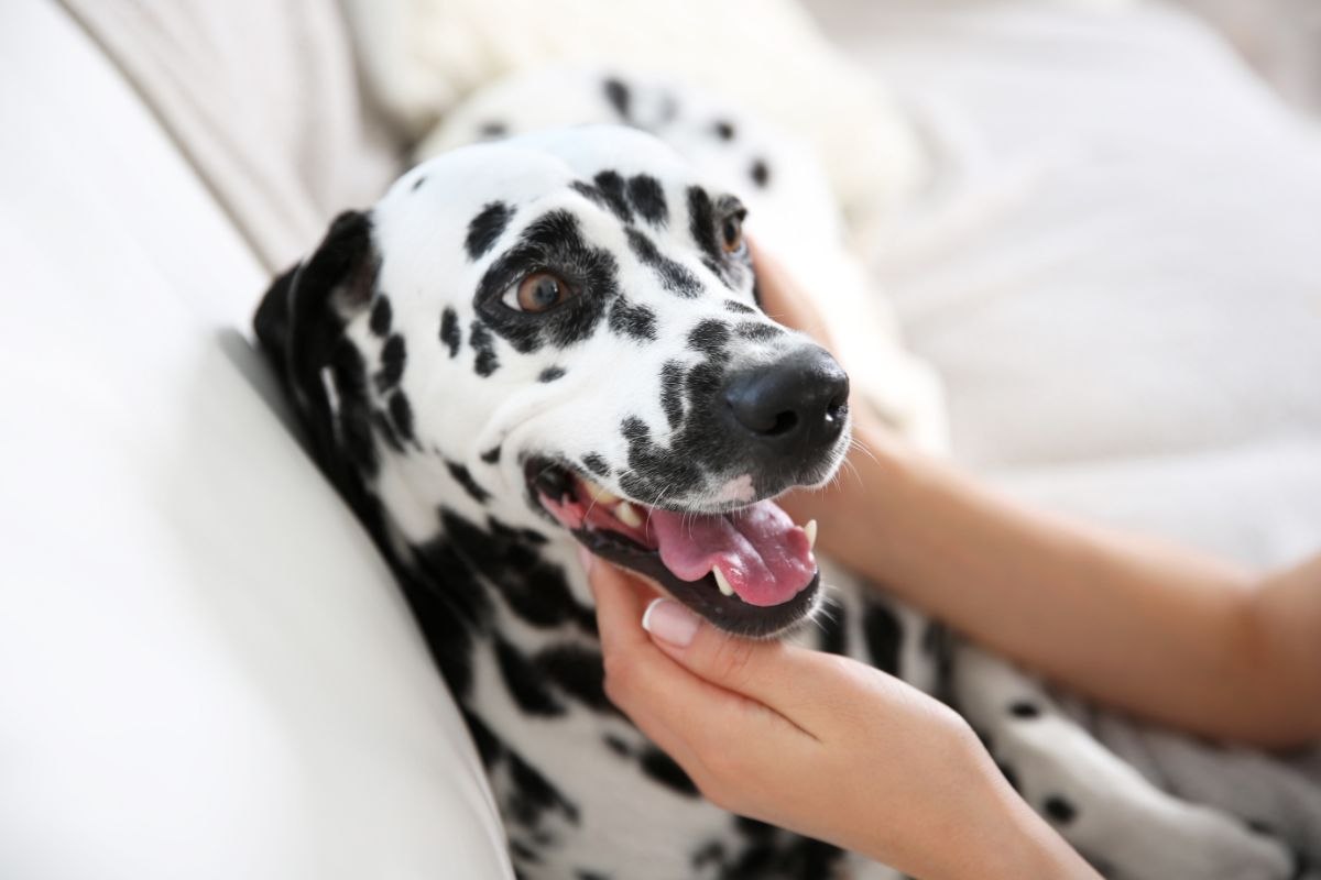 Saluti il cane con una carezza? Ecco che succede quando lo fai