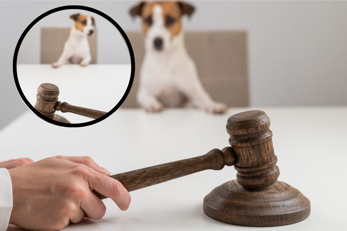 Nuovo corso a Tolosa sul diritto animale e le specializzazioni italiane