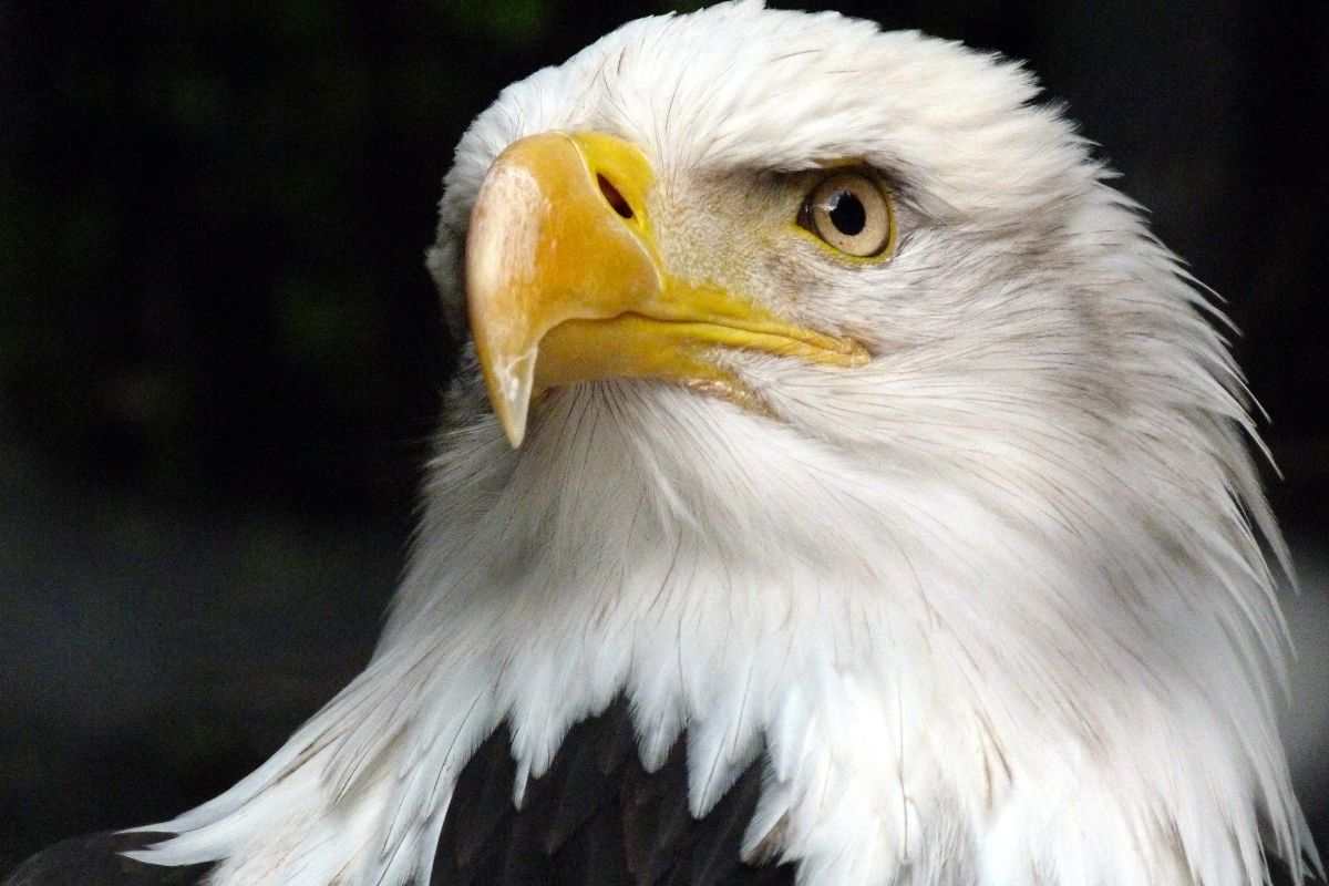 primo piano di un'aquila reale