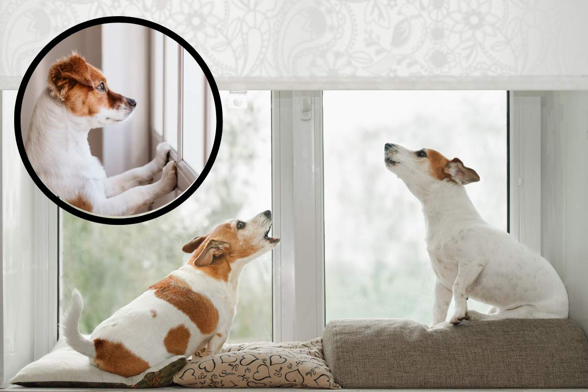 L’ansia da separazione nel cane: cosa fare se Fido si sente solo