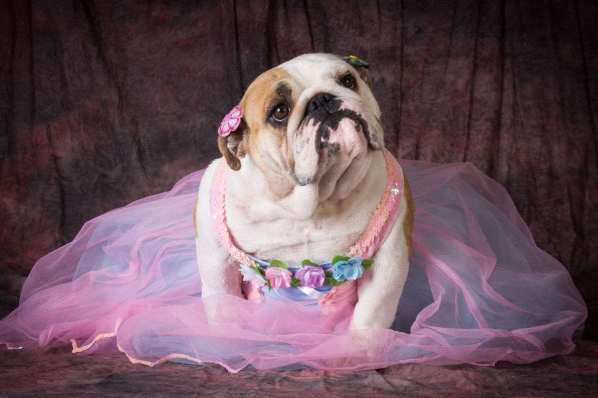 Quanto dura il ciclo del cane? La risposta che non ti aspetti