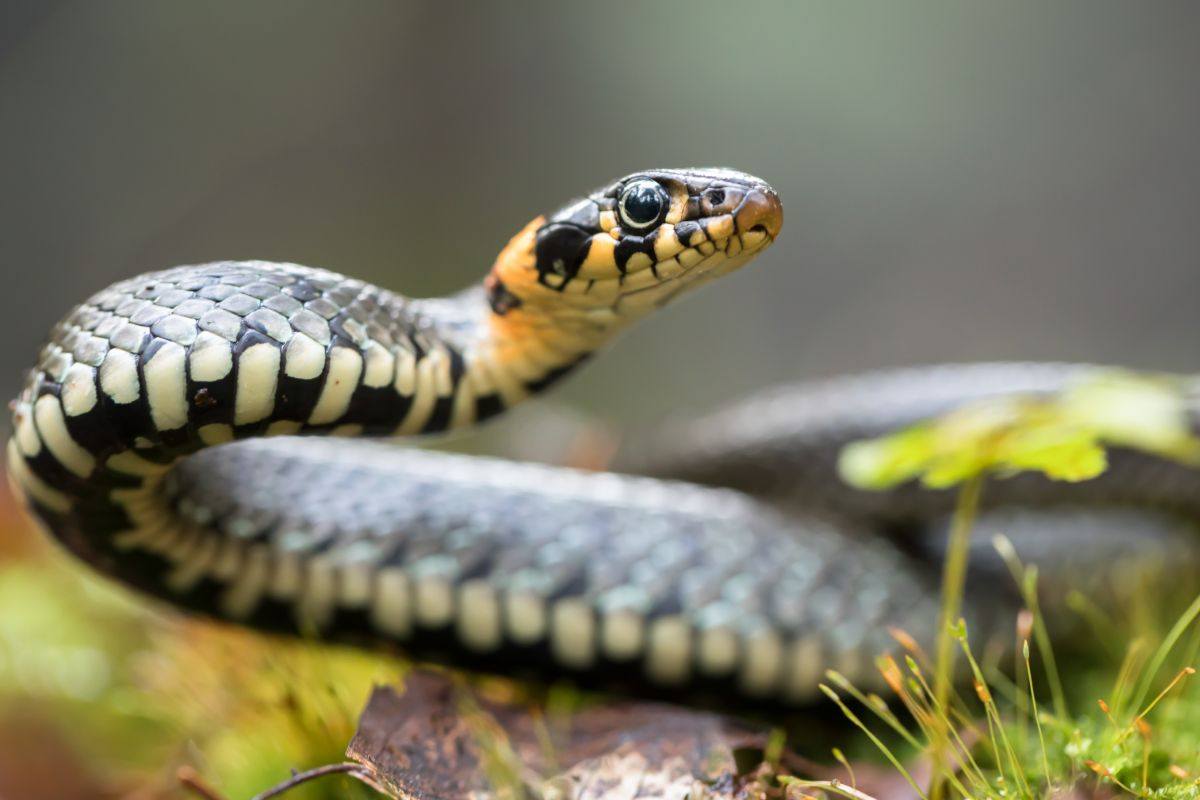 L’isola dei serpenti: un misterioso territorio in cui nessun uomo può entrare