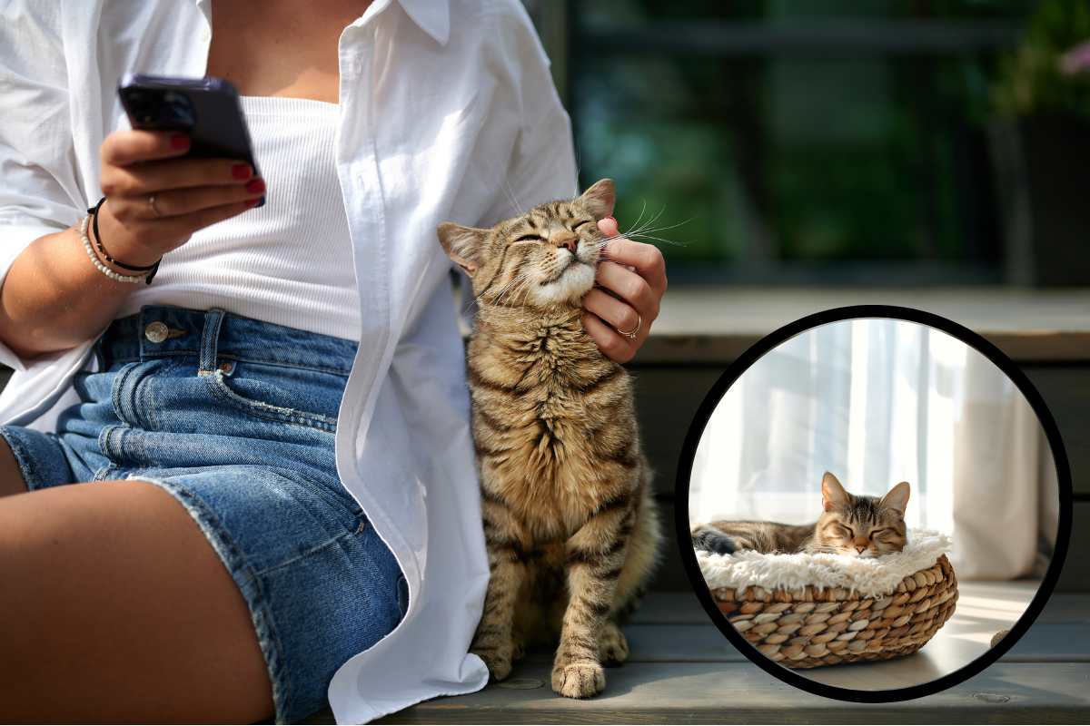 10 ragioni per cui il gatto può fare al caso tuo: perché scegliere lui
