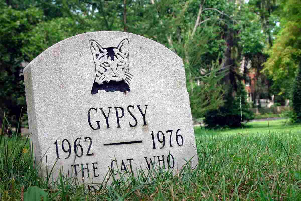 Morte improvvisa del gatto: le cause più comuni (Video)