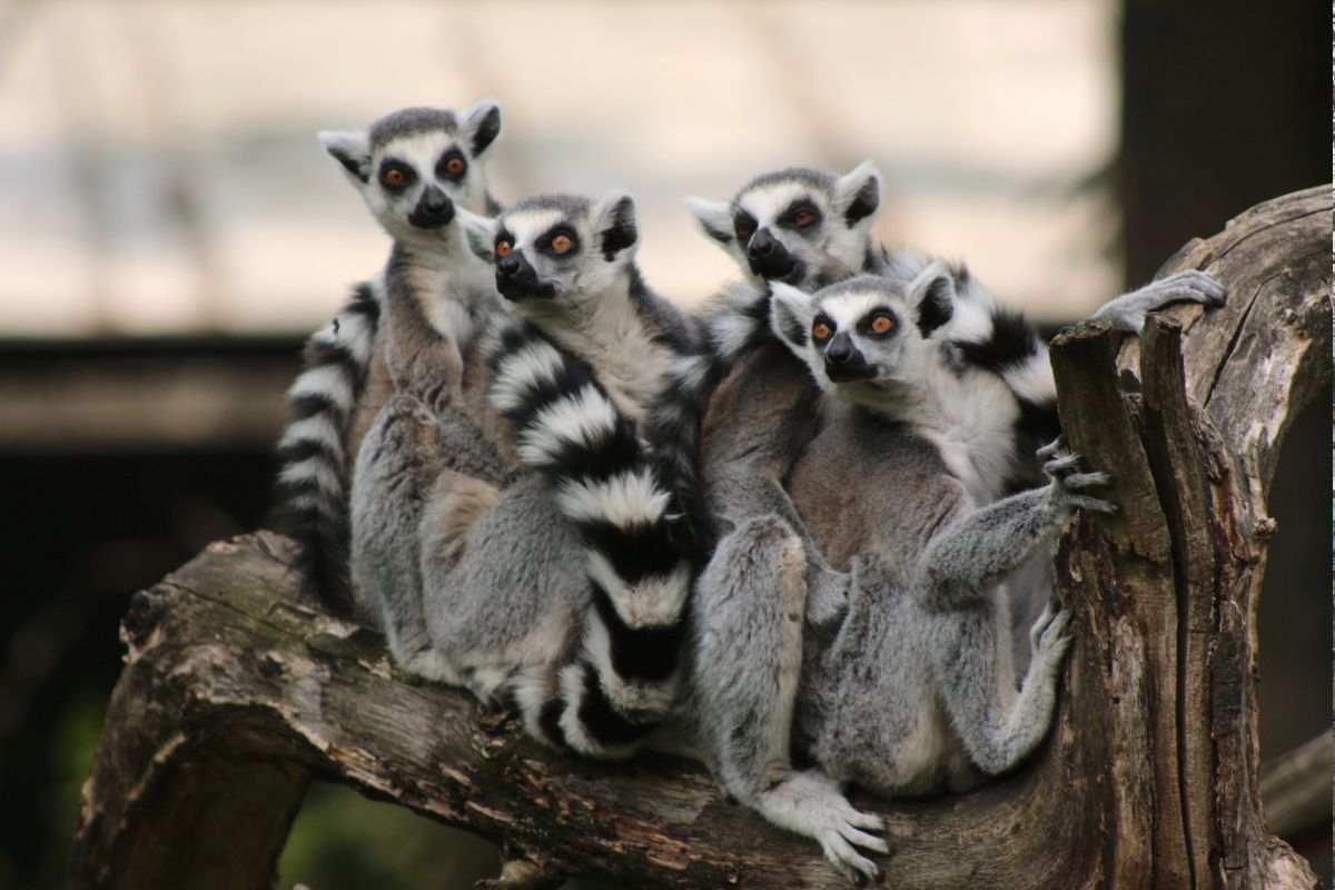 È legale detenere un lemure? Che cosa stabilisce la legge