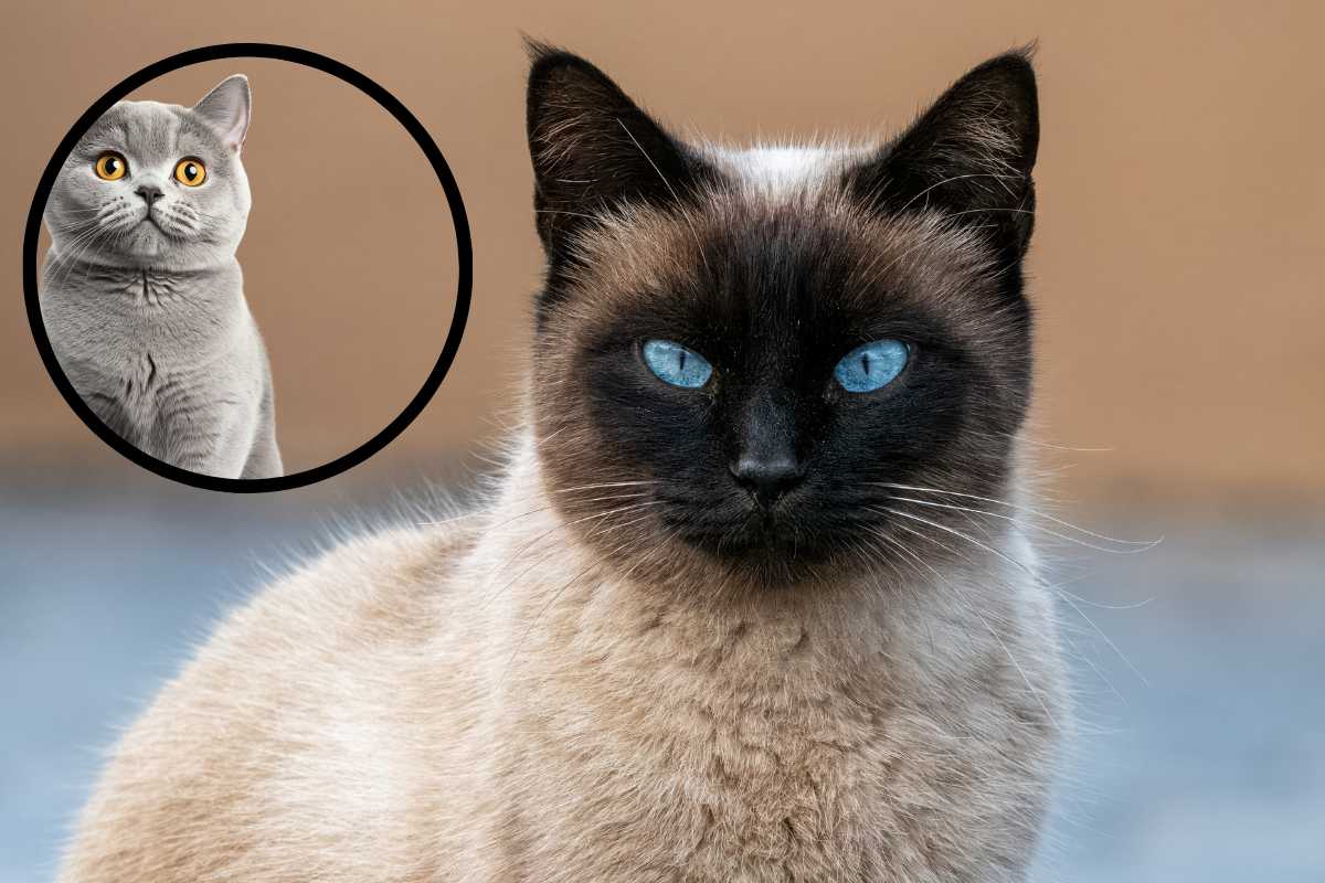 Quali razze di gatti hanno gli occhi più belli i colori unici?