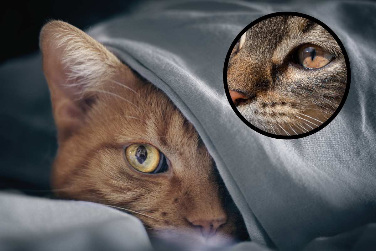 10 fatti affascinanti sulla vista del gatto: veri superpoteri