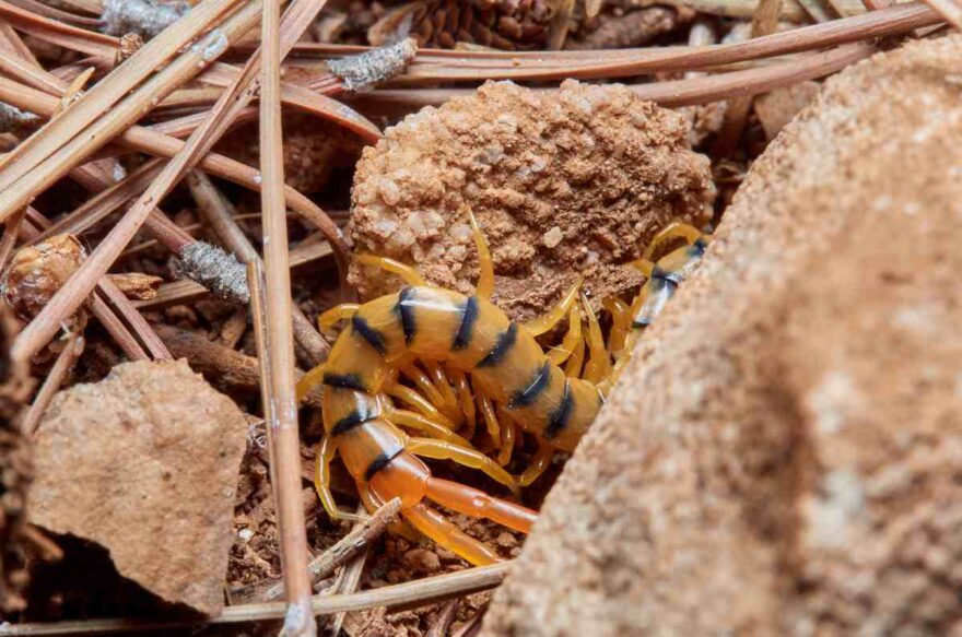 scolopendra italiana