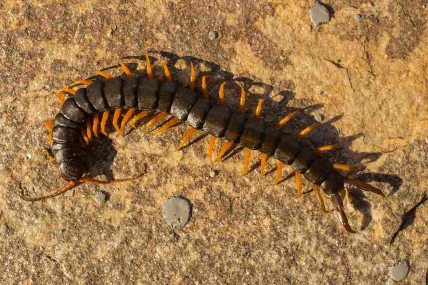 scolopendra