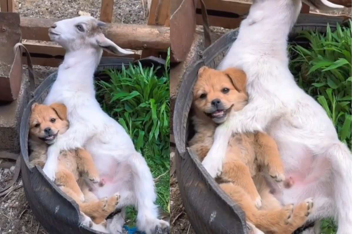 L’amicizia tra un cane e una capra è un mix di tenerezza e divertimento