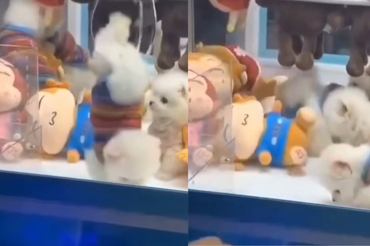 In Cina sono dei premi: animali vivi pescati come oggetti nei distributori