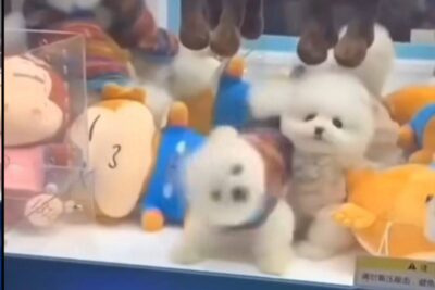 Cagnolini nella teca