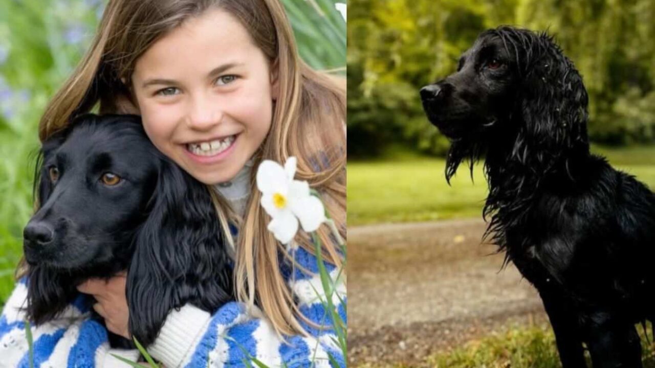 Royal Dogs: sono nati i cuccioli del Cocker Spaniel di Kate e ...