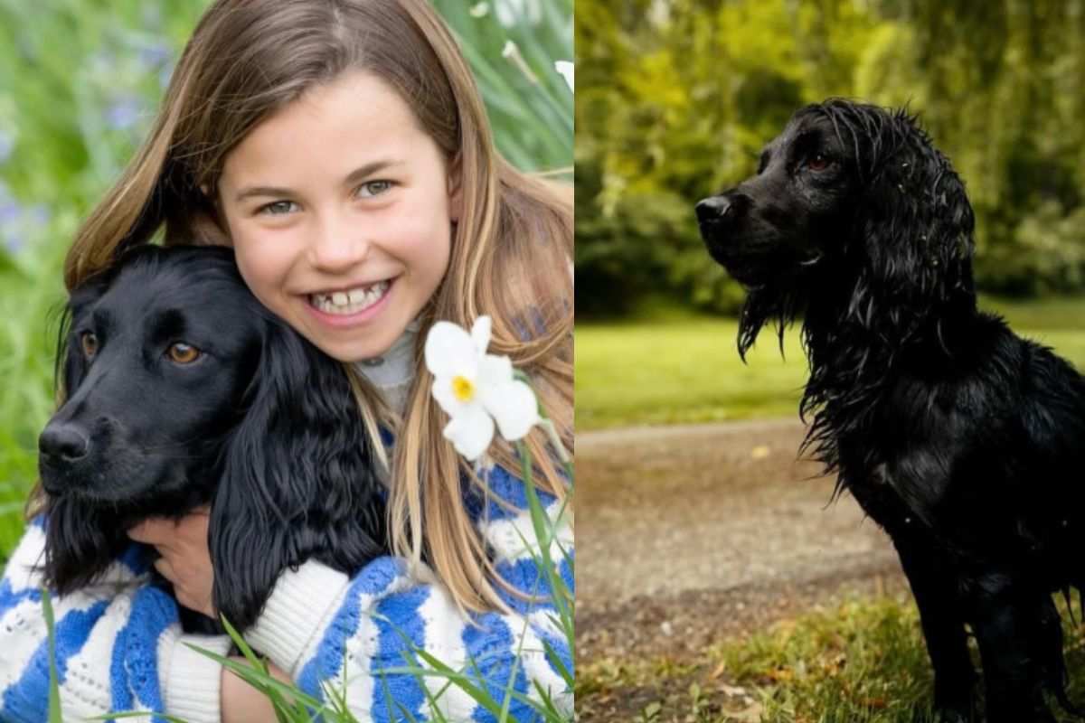 Royal Dogs: sono nati i cuccioli del Cocker Spaniel di Kate e William