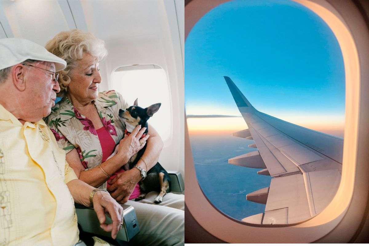 Tu non puoi salire’: le compagnie aeree che non accettano ancora cani in cabina