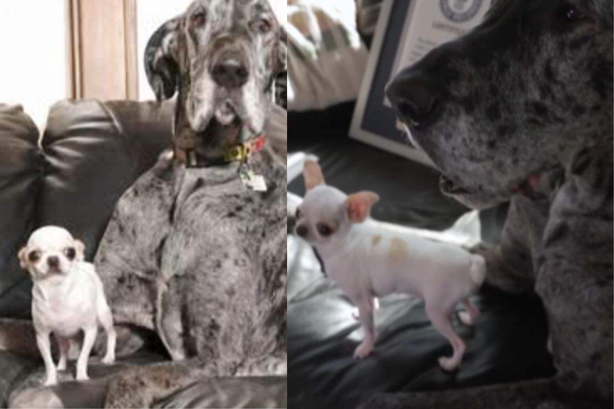 Un incontro da record: il cane più grande e più piccolo del mondo si conoscono