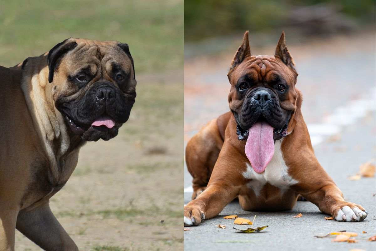 Patentino per cani e Daspo cinofilo: la proposta di Legge sarà realtà