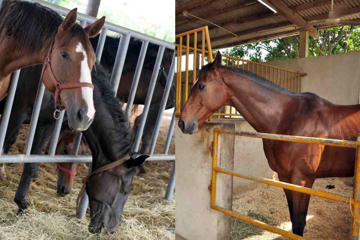 Mai più: gli italiani non vogliono più mangiare carne di cavallo