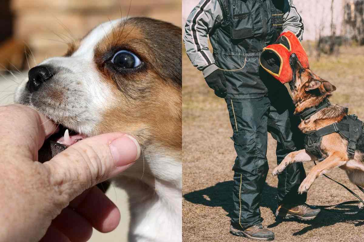 Se fai così, non ti morderà: tutti i modi per prevenire un morso di cane