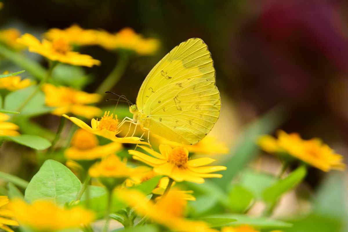 Farfalla gialla