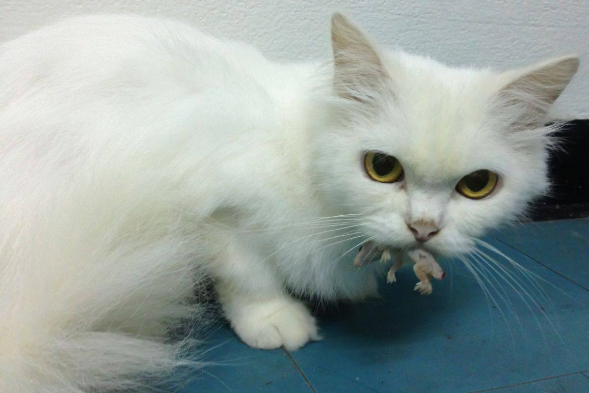 Se il gatto mangia una lucertola non perderlo di vista: potrebbe correre dei rischi