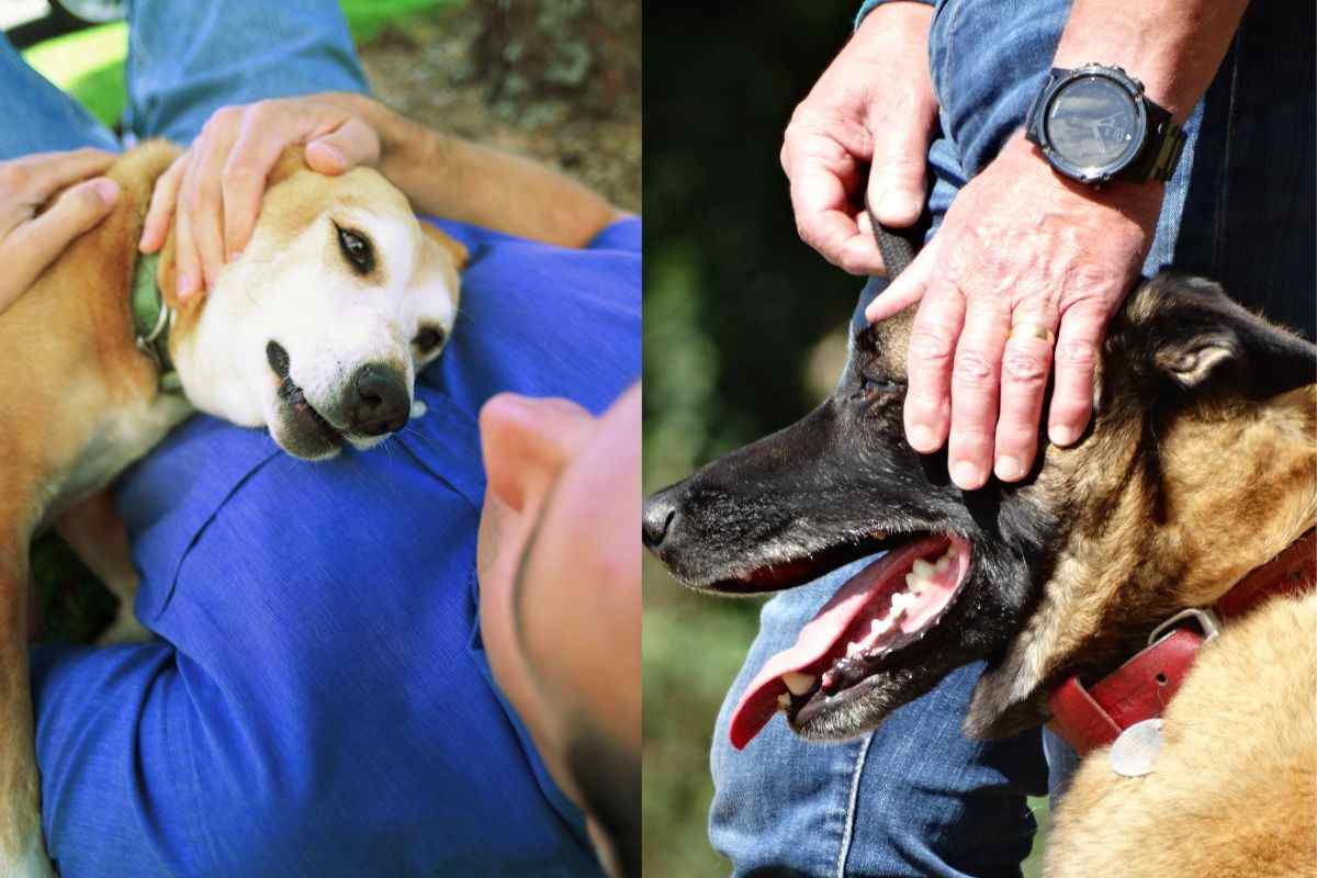 Nessuno potrà avvicinarsi a te: che il tuo cane sia geloso lo dice la scienza