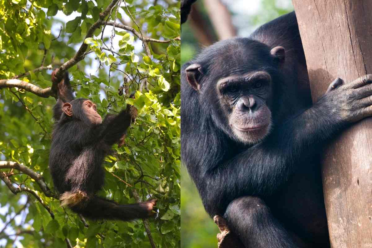 Esperti musicisti: gli scimpanzé che suonano gli alberi hanno un’innata musicalità