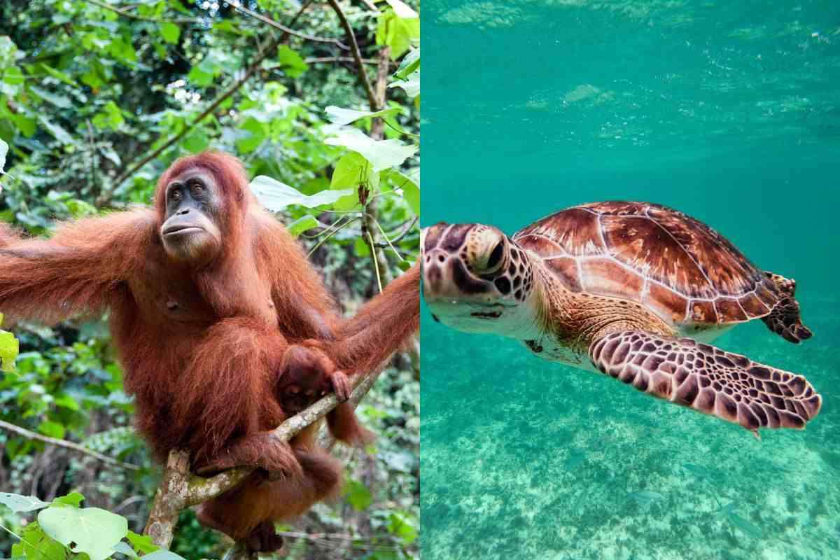 Non ne vedrai più: le specie animali a rischio estinzione nei prossimi 10 anni