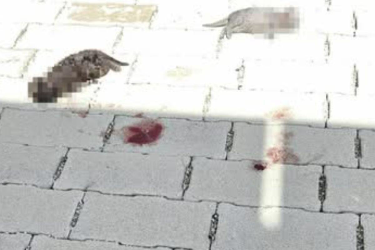 Ha fatto una strage di gatti: ora il responsabile dovrà pagare