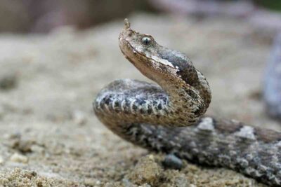 Vipera