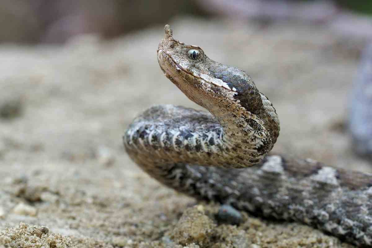 Vipera