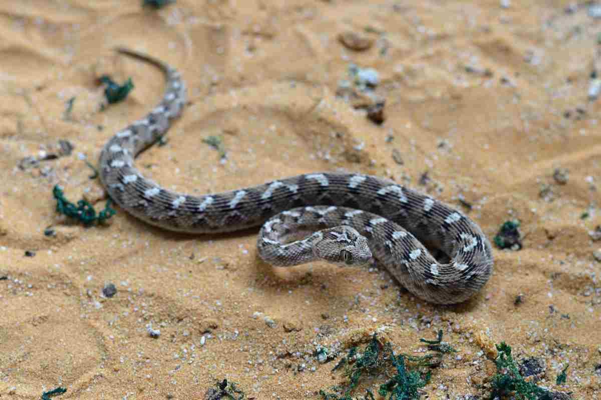 Vipera