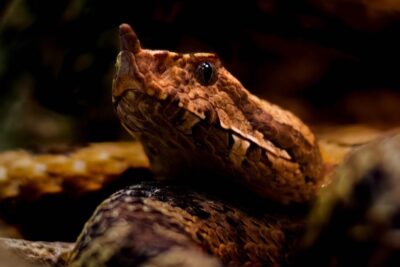 Vipera nascosta tra le foglie di un bosco