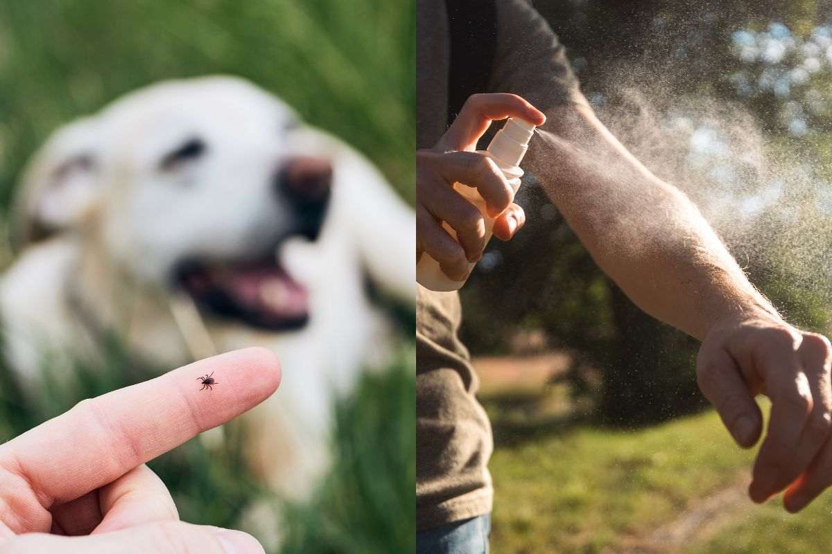 In giardino, su cani e umani: sono le zecche, insetti pericolosi da cui proteggersi