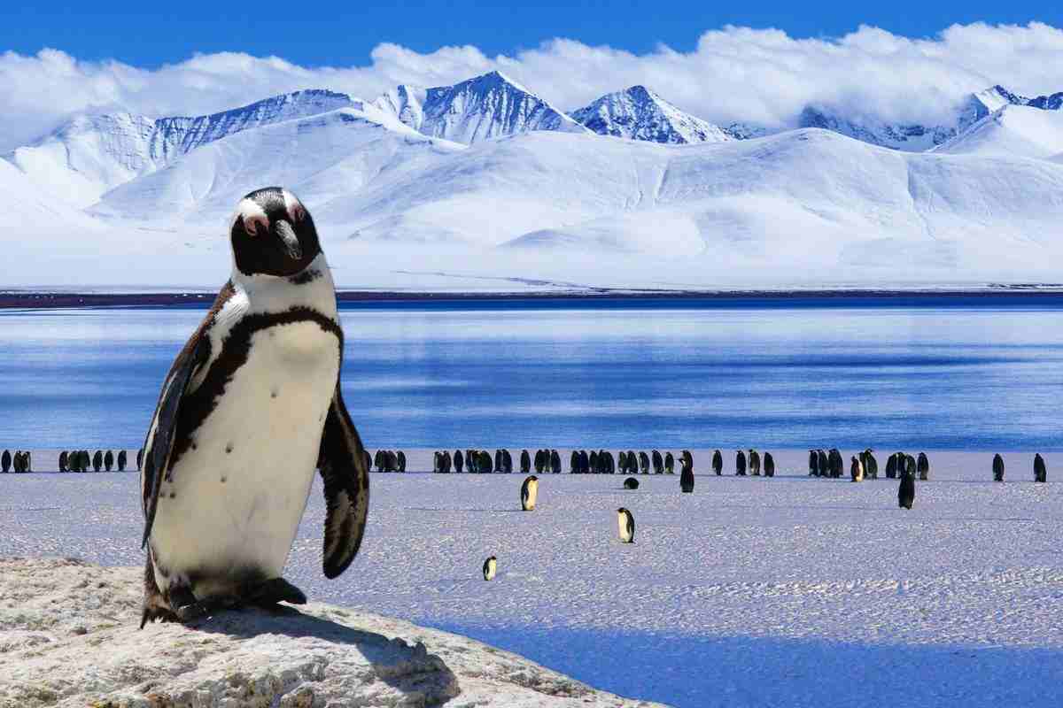 pinguino e pinguini, sullo sfondo ghiacciai