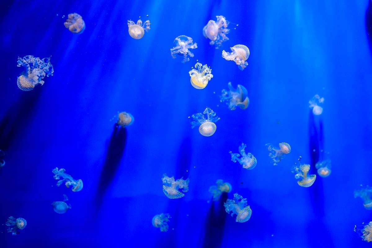 meduse e altri organismi marini