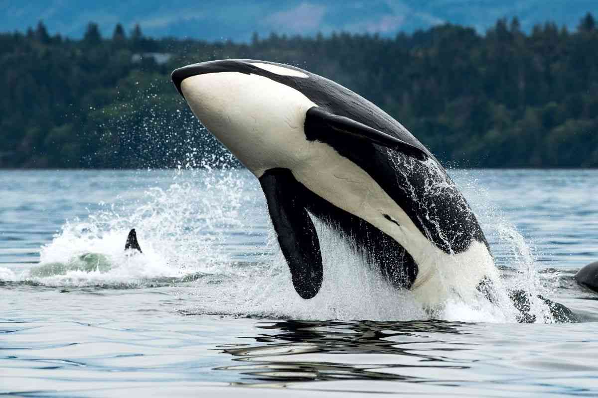 orca che salta fuori dall'acqua