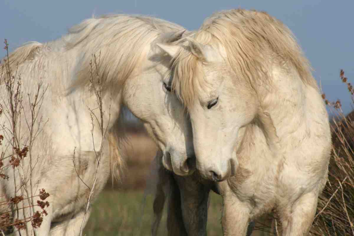 cavallo camargue