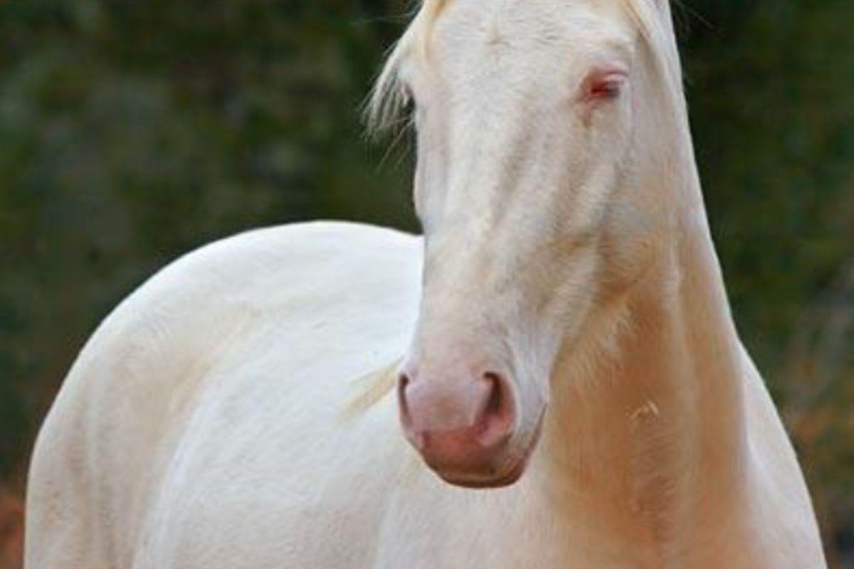 cavallo albino