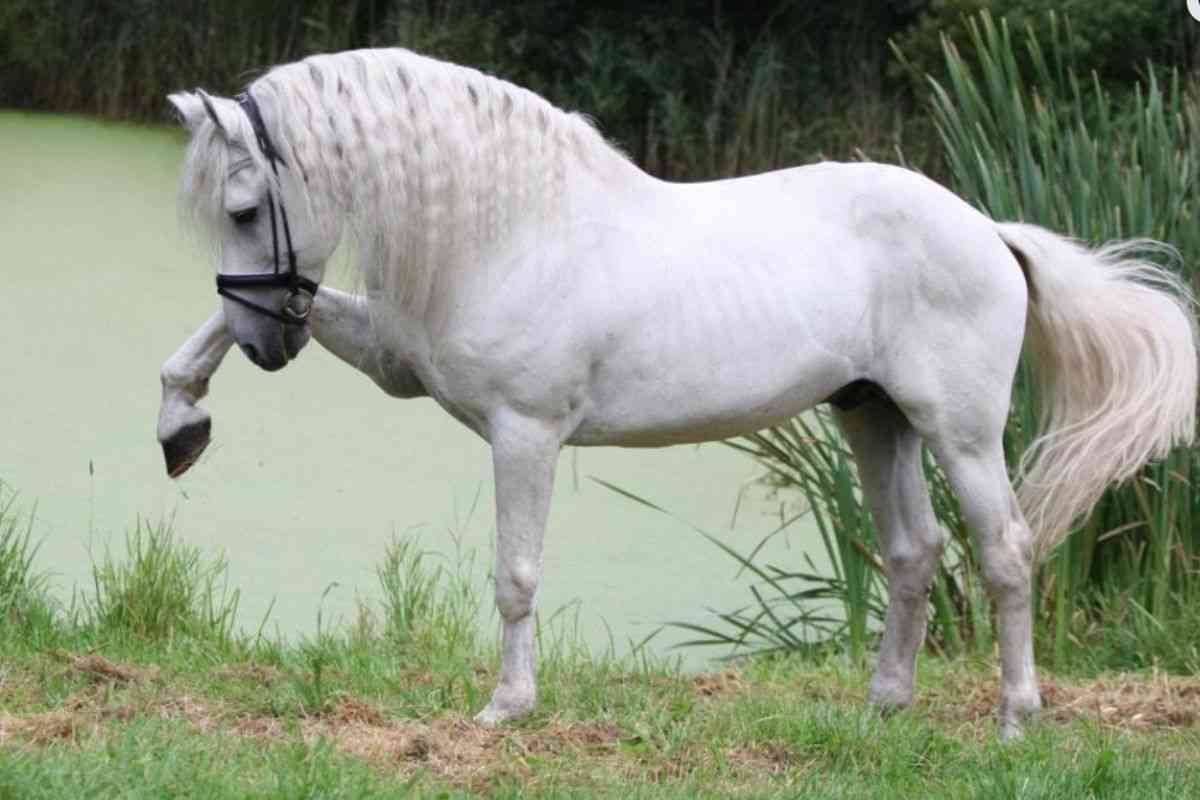 cavallo andaluso