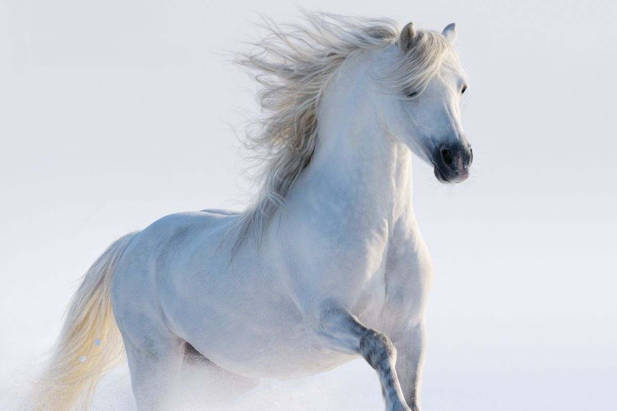 cavallo bianco