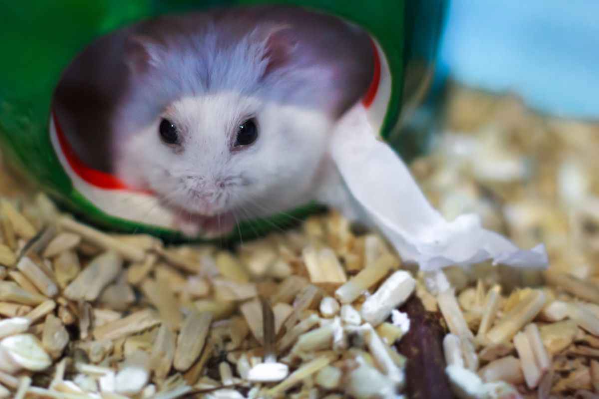 criceto nella gabbia